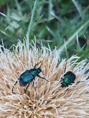 Trichiotinus lunulatus