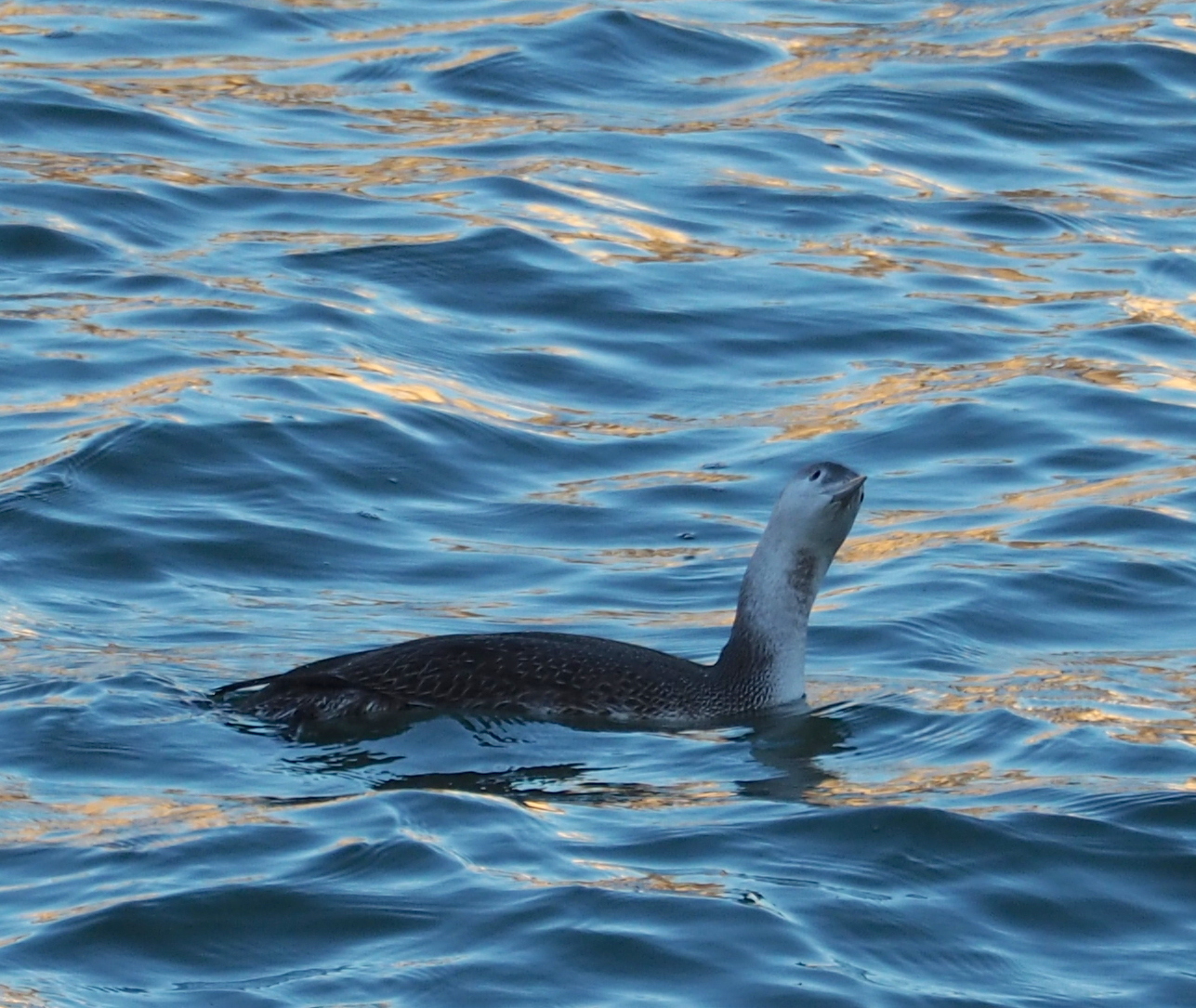 Red-throated Loon
