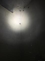 Taphozous perforatus