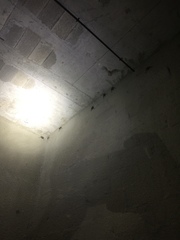 Taphozous perforatus