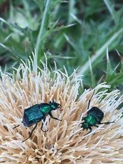 Trichiotinus lunulatus