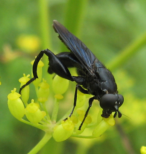 Chalcosyrphus chalybeus (Wiedemann, 1830)