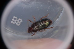 Harpalus gravis