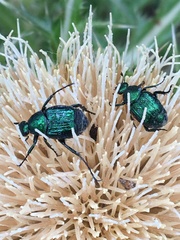 Trichiotinus lunulatus