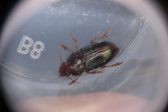Harpalus gravis