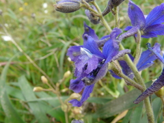 Delphinium decorum decorum