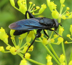 Chalcosyrphus chalybeus