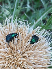 Trichiotinus lunulatus