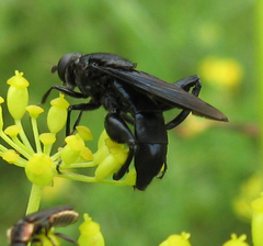 Chalcosyrphus chalybeus