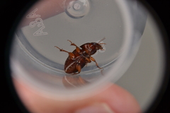 Harpalus gravis