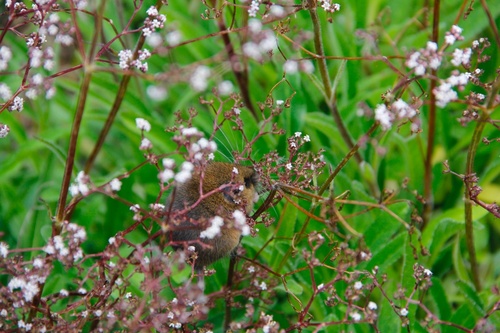 Chiriquí Brown Mouse (Scotinomys xerampelinus) — Least Concern Mammalia