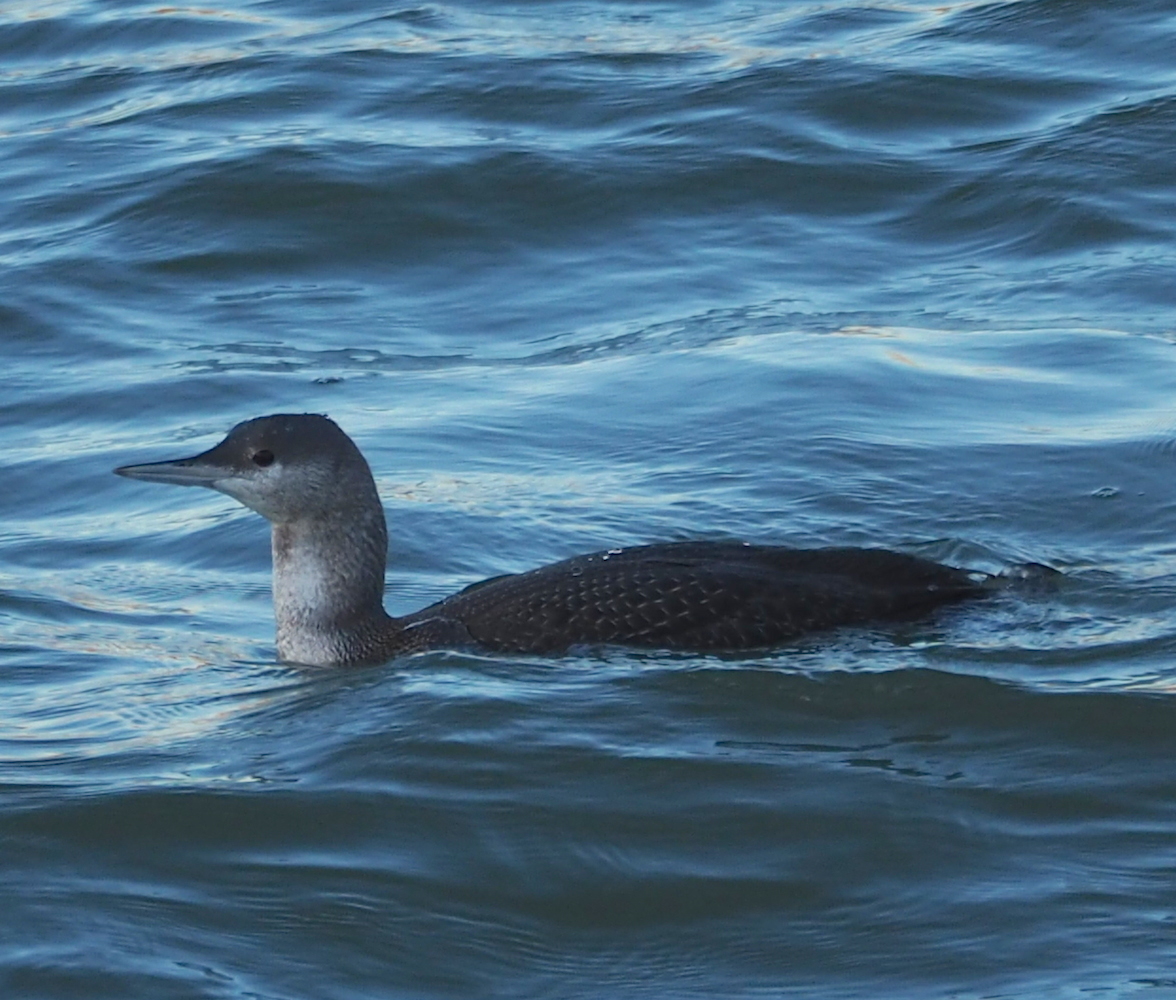 Red-throated Loon