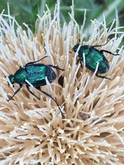 Trichiotinus lunulatus