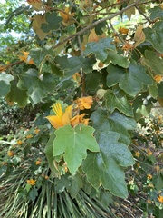 ×chiranthofremontia lenzii