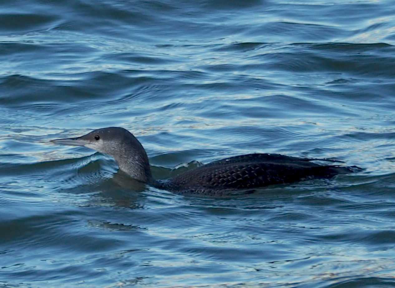 Red-throated Loon