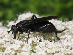 Chalcosyrphus chalybeus