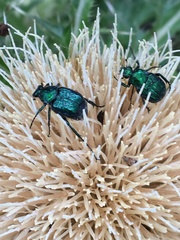 Trichiotinus lunulatus