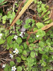 Chaenostoma cordatum