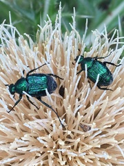 Trichiotinus lunulatus