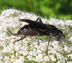 Chalcosyrphus chalybeus