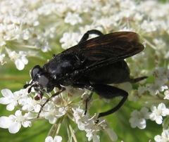 Chalcosyrphus chalybeus