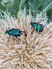 Trichiotinus lunulatus