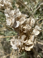 Atriplex canescens