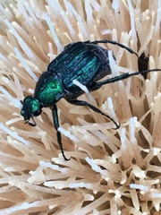 Trichiotinus lunulatus