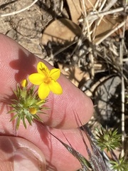 Leptosiphon parviflorus