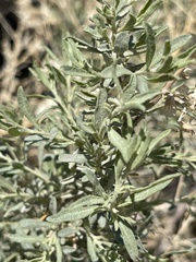 Atriplex canescens