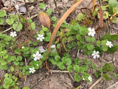 Chaenostoma cordatum