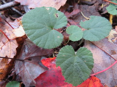Rubus dalibarda