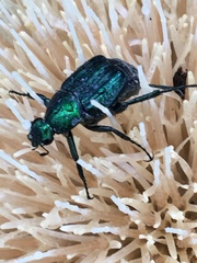 Trichiotinus lunulatus