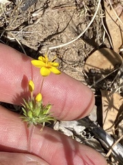 Leptosiphon parviflorus