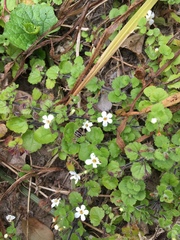Chaenostoma cordatum