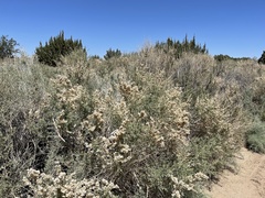 Atriplex canescens