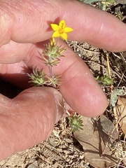 Leptosiphon parviflorus