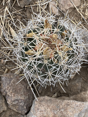 Coryphantha robustispina scheeri
