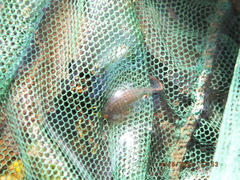 Eubranchipus neglectus