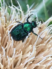 Trichiotinus lunulatus