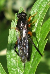 Chalcosyrphus curvaria