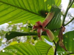 Dipterocarpus grandiflorus