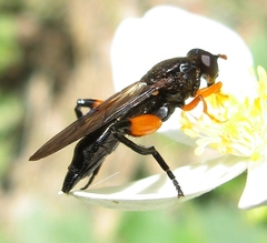 Chalcosyrphus curvaria