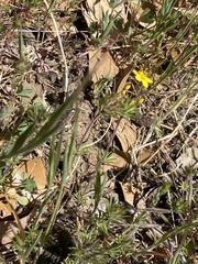 Leptosiphon parviflorus