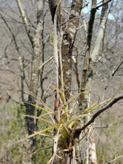 Tillandsia achyrostachys