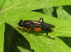 Chalcosyrphus curvaria