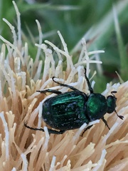 Trichiotinus lunulatus