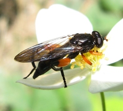 Chalcosyrphus curvaria
