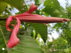 Dipterocarpus grandiflorus