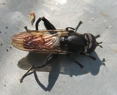 Chalcosyrphus